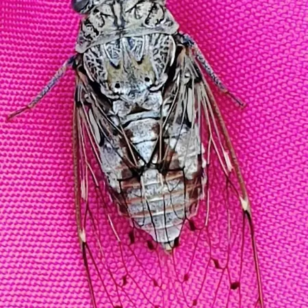 Au Charme De Pepiole Bed & Breakfast 4*